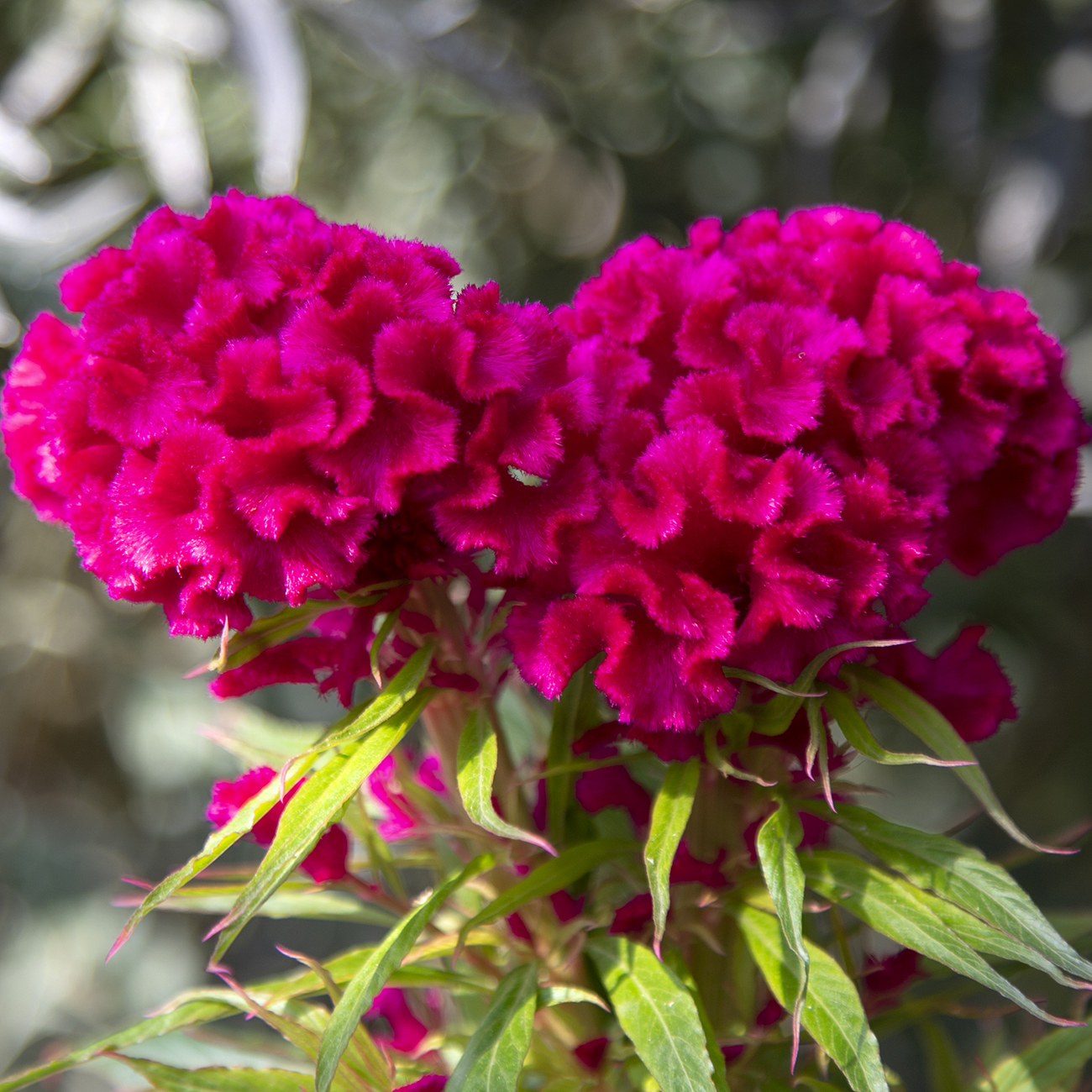 Too Hot to Handle Purple | Syngenta Flowers