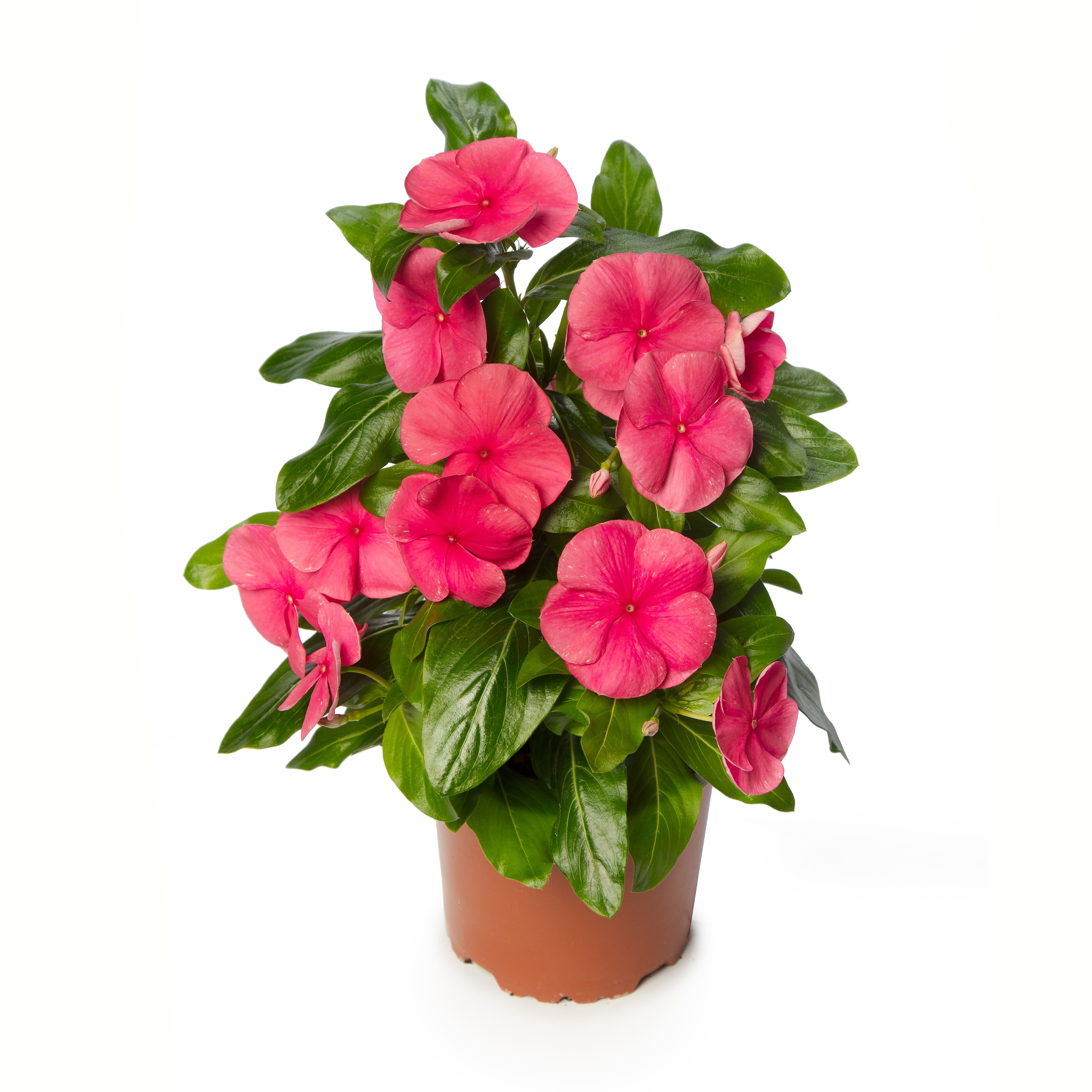 Cora Cascade XDR Punch | Syngenta Flowers