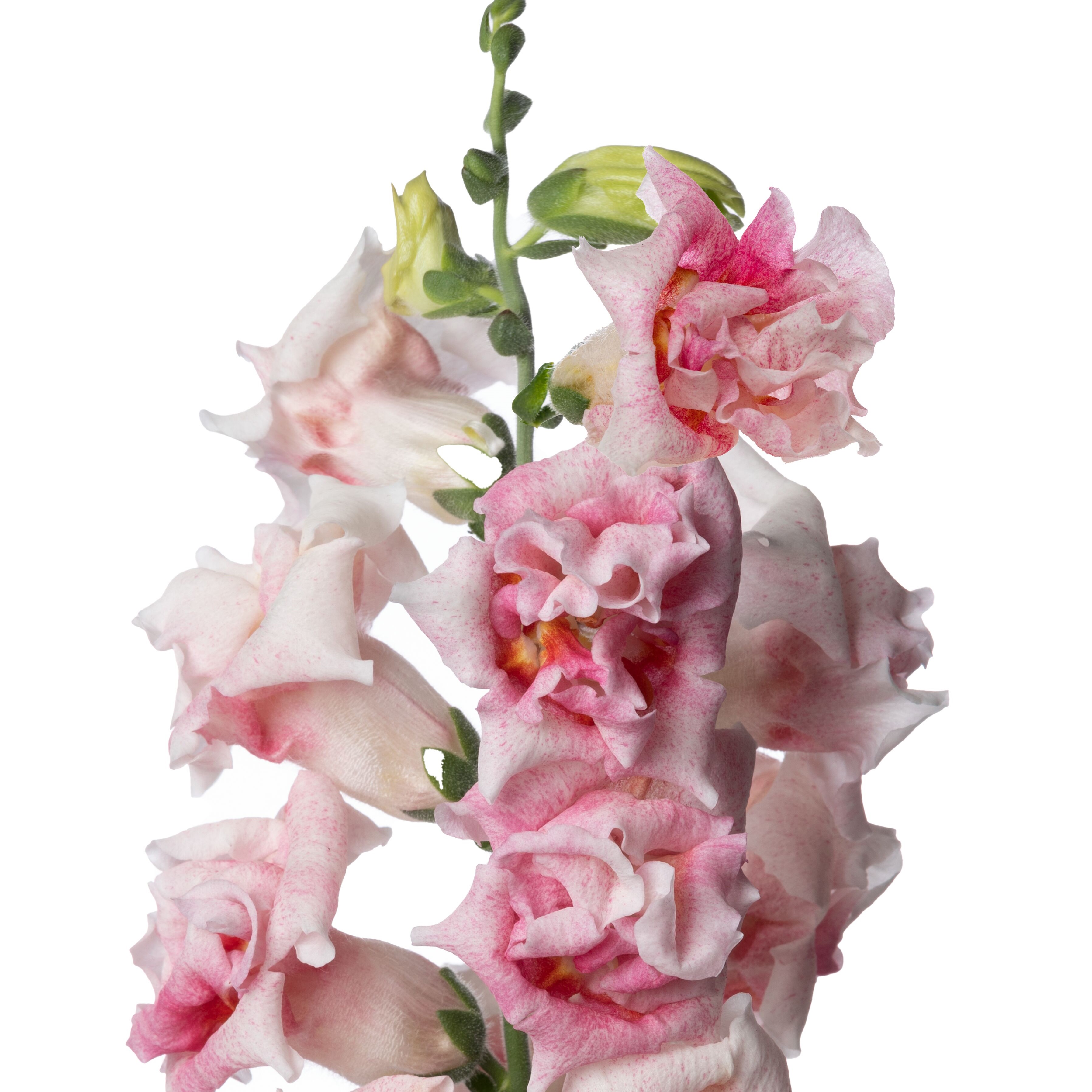 70103333-flower.jpg
