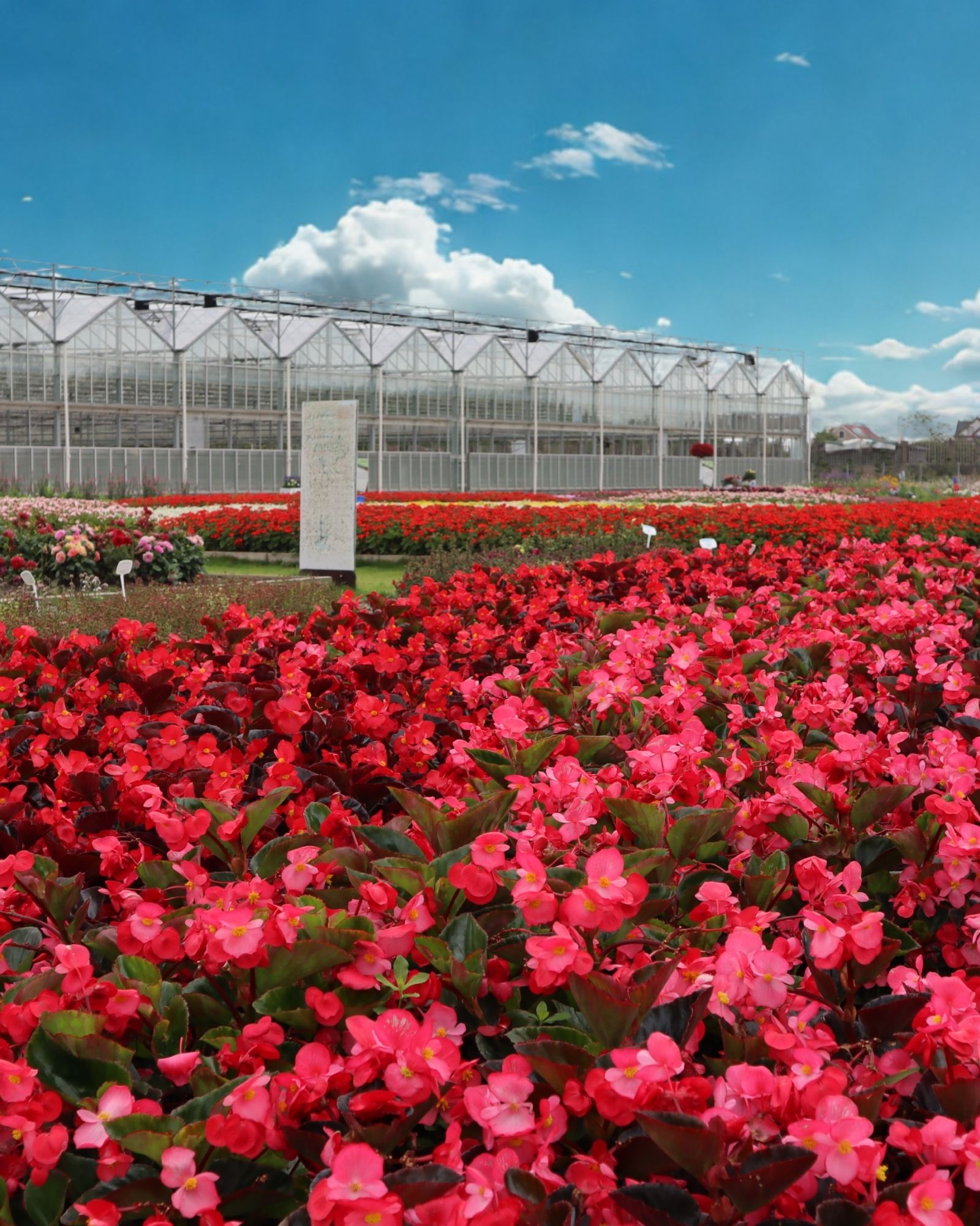 Landscape | Syngenta Flowers