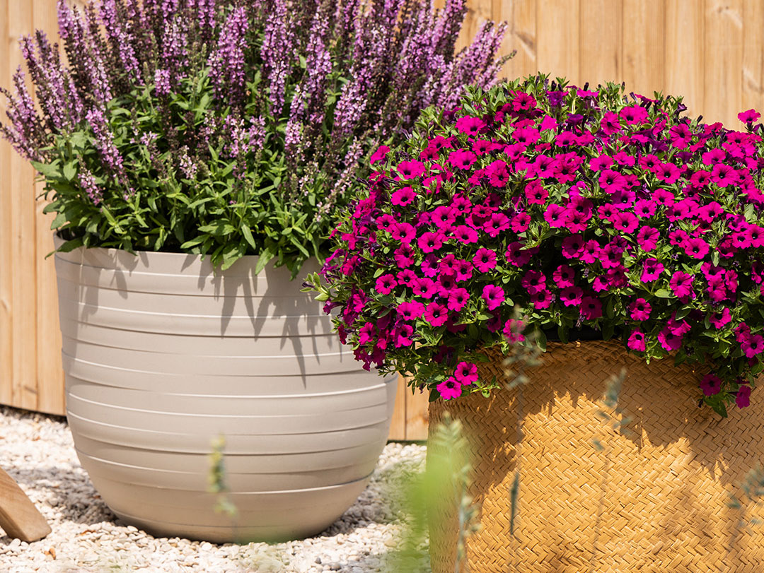 Landscape | Syngenta Flowers