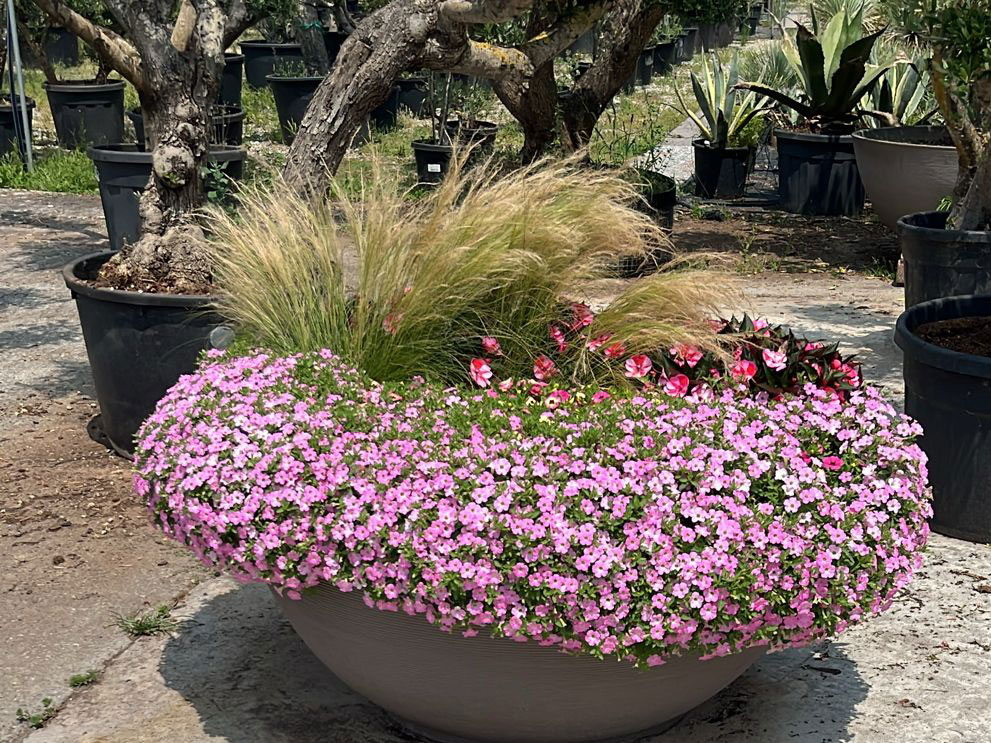 Landscape | Syngenta Flowers