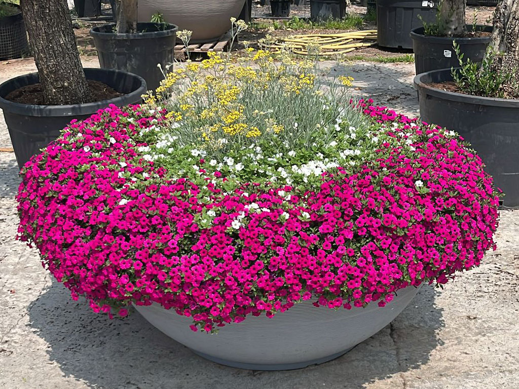 Landscape | Syngenta Flowers