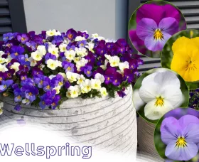 wellspring