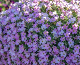 Itsy Pink