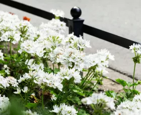 Starry White