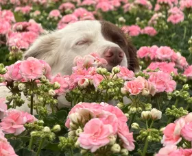 Rosebud Astrid