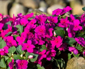 Imara® XDR Purple