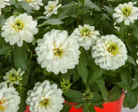 Zydeco White