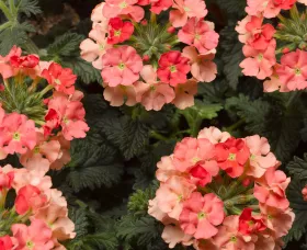 Lanai® Peach