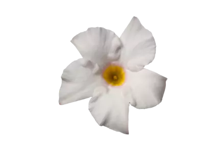 Rio Elegant