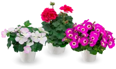 Annuals