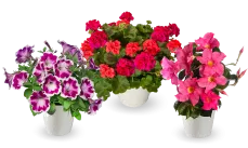 Cuttings