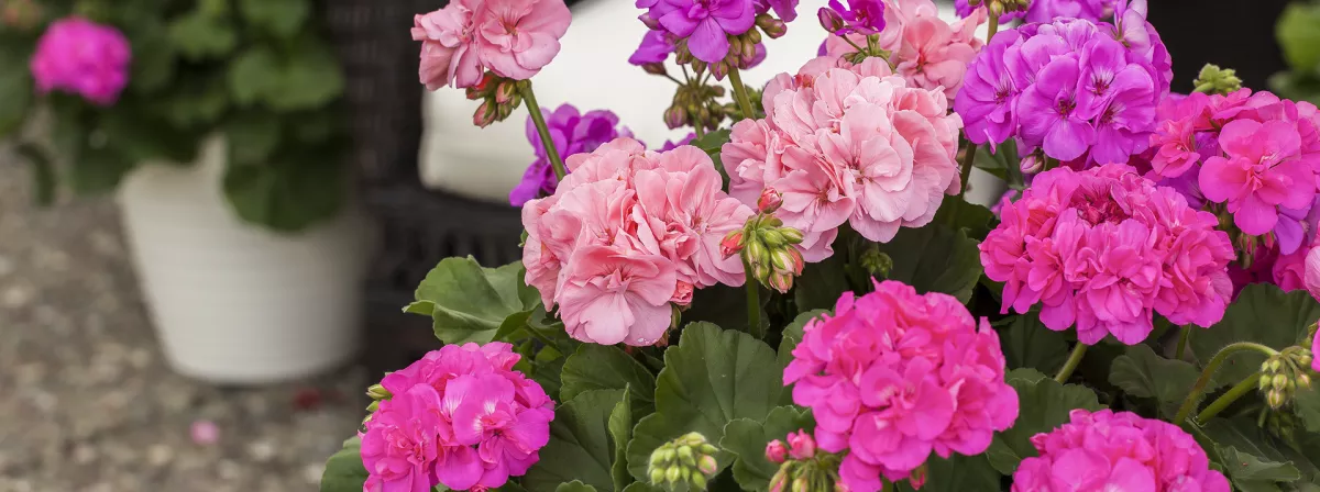 flowers_and_scientists
