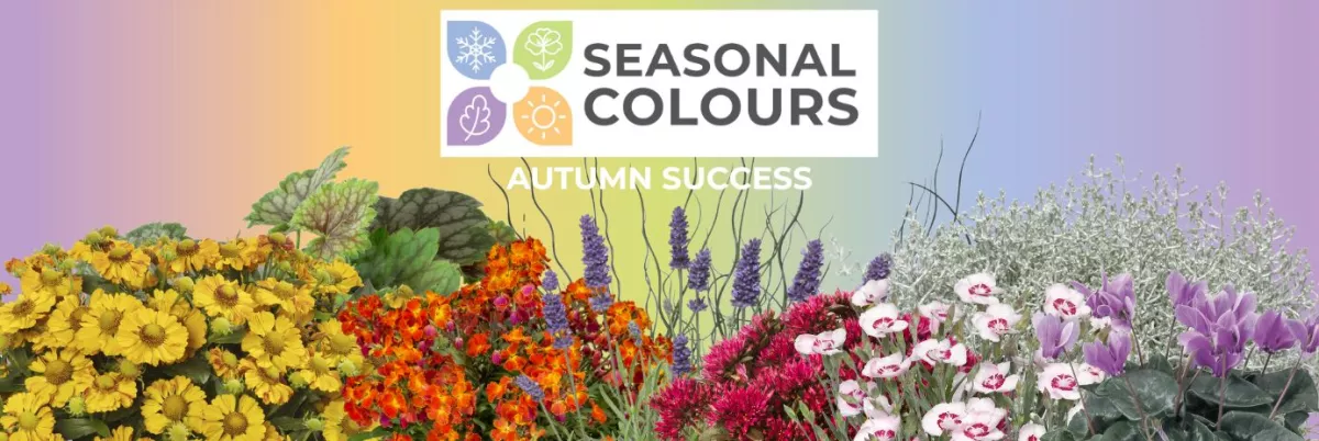 Seasonal Colours - Autumn Offer