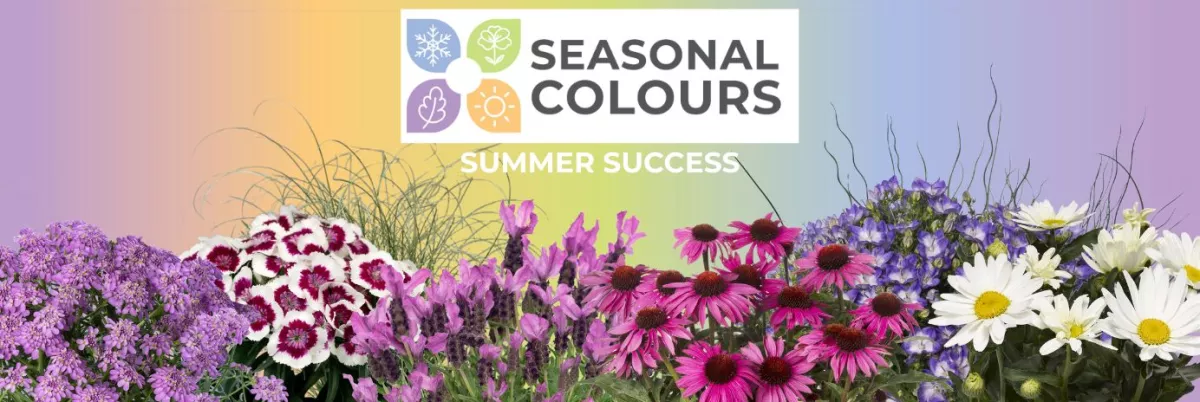 Seasonal Colours - Summer Offer