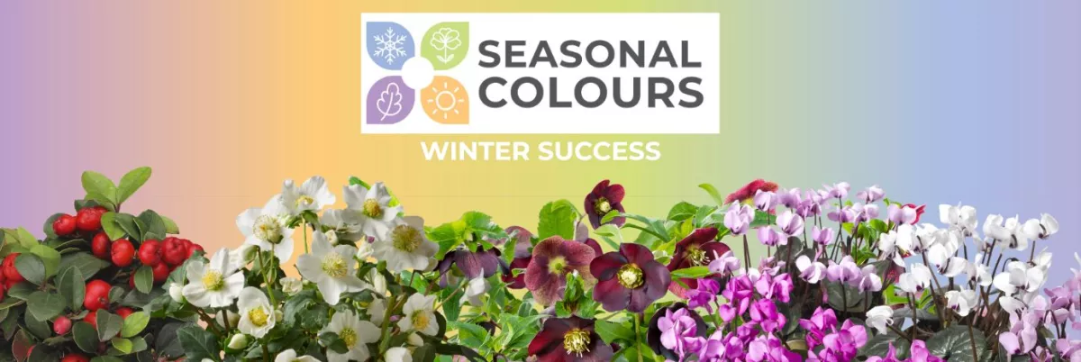 Seasonal Colours - Winter Offer