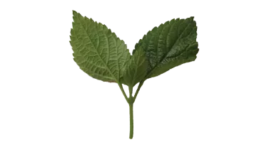 sustainability