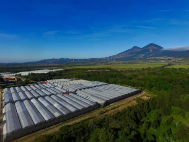 Syngenta seeds-kapok plantas - Guatemala