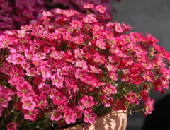 Complete your spring offer with our spring perennials highlights!
