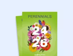 perrenials 