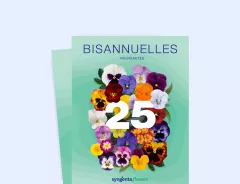 Bisannuelles