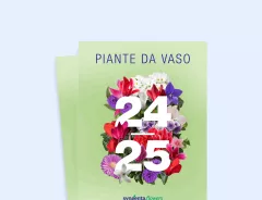 Piante da vaso