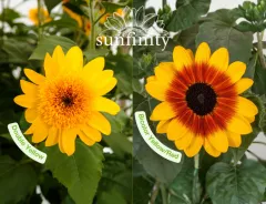 Sunfinity press release