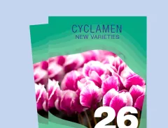 Cyclamen