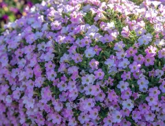 Itsy Pink