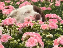 Rosebud Astrid