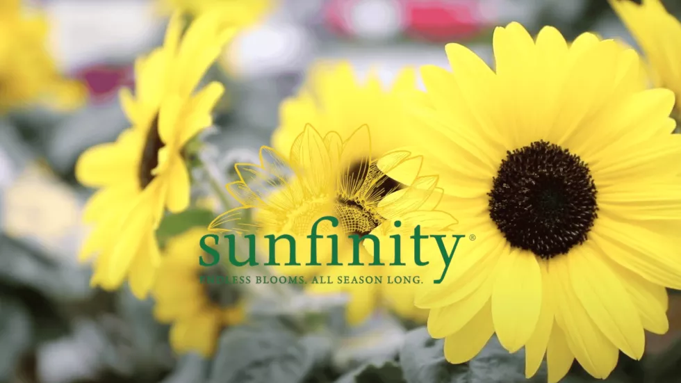 Sunfinity® Yellow Dark Center | Syngenta Flowers