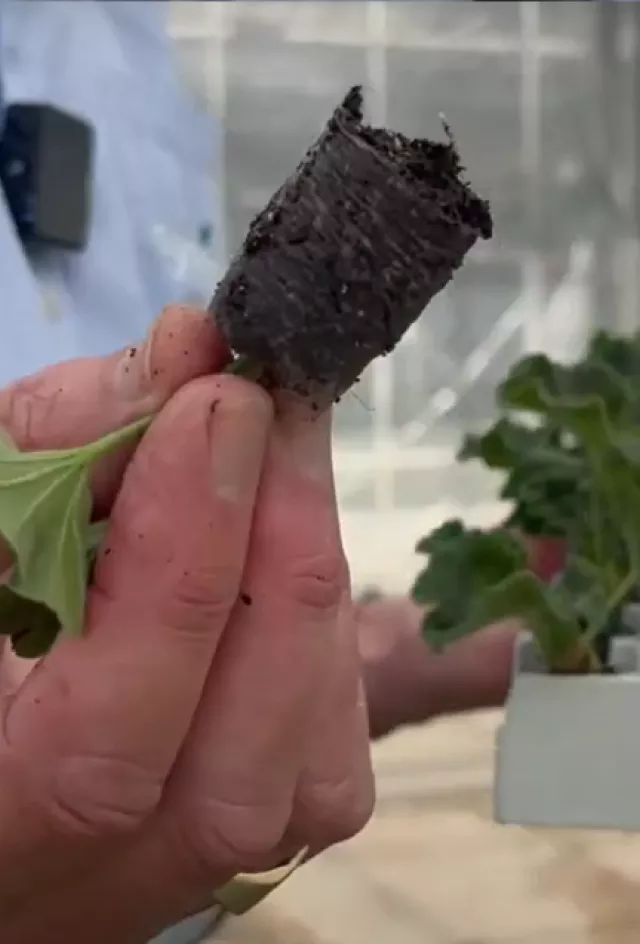 The Benefits of Peat in Potting Soil