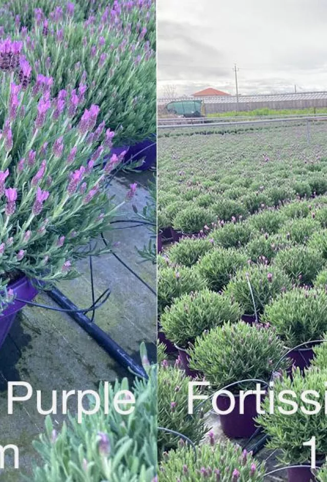 Discover the power of our Lavandula series