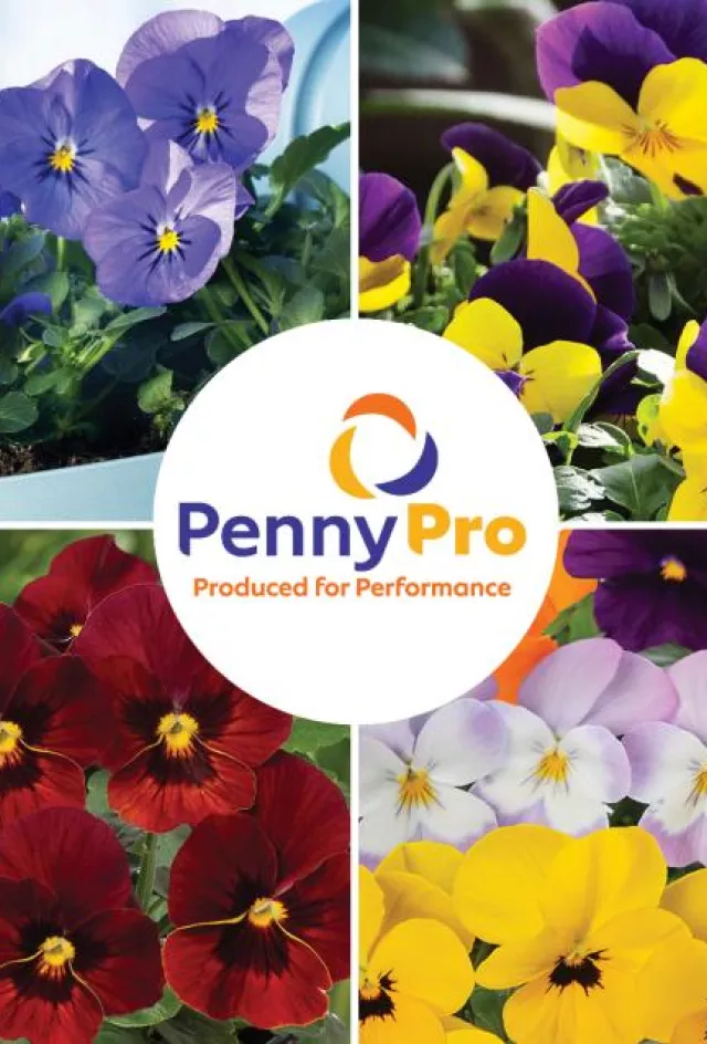 Syngenta Flowers launches new Viola Cornuta series: Penny® Pro