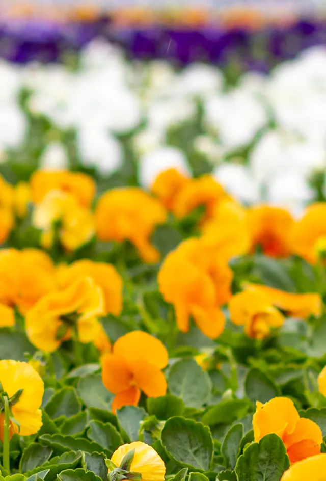 Pansy