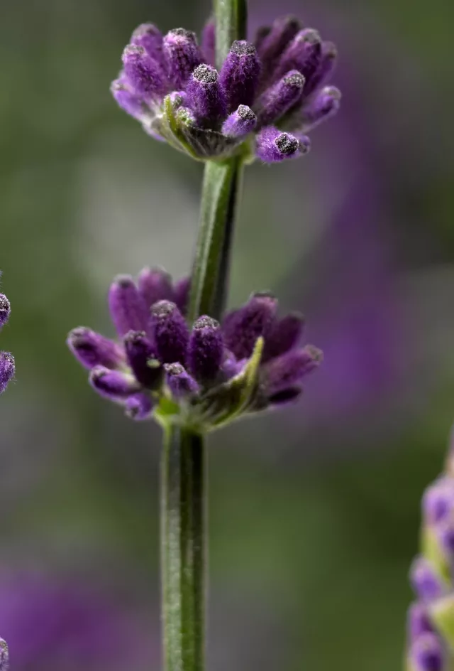 Vintro Compact Iris_Header
