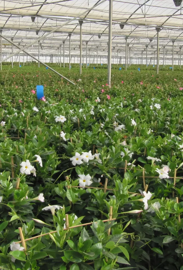 Battle Against Thrips