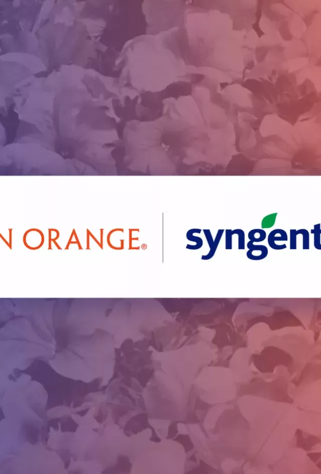 Dummen Orange and Syngenta Flowers joint venture