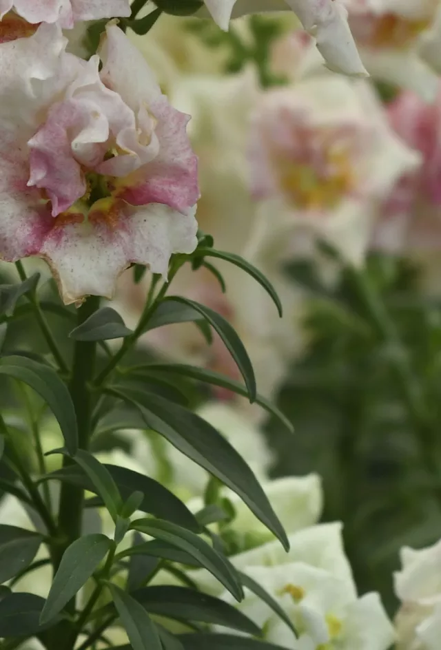Pink and white lilies blooming in a green garden