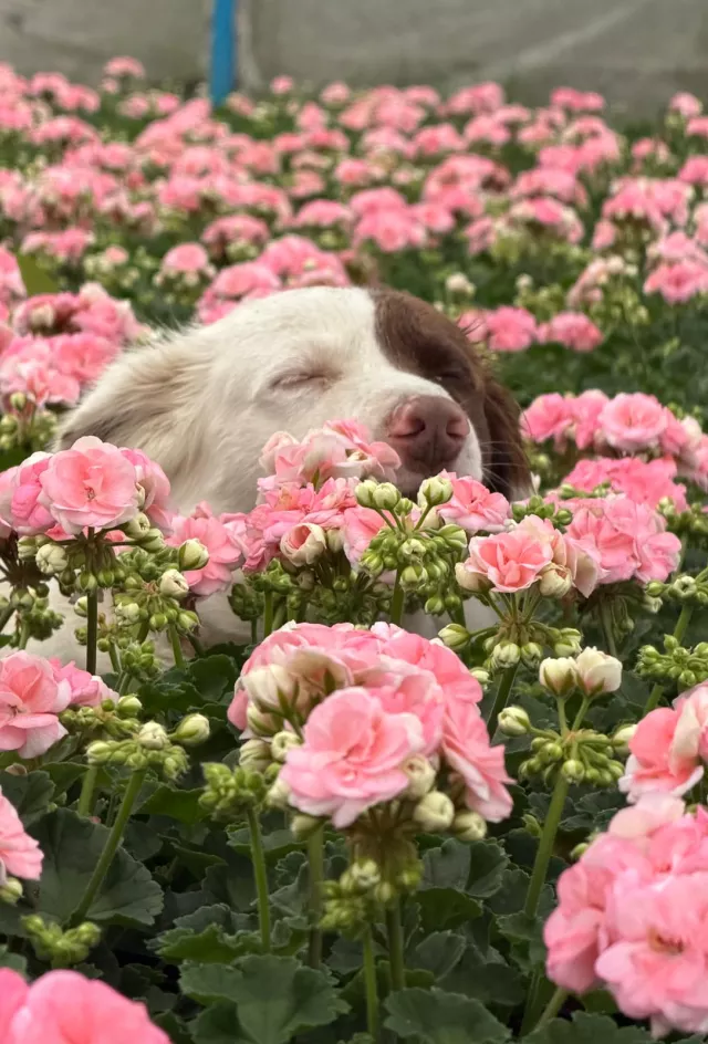 Rosebud Astrid
