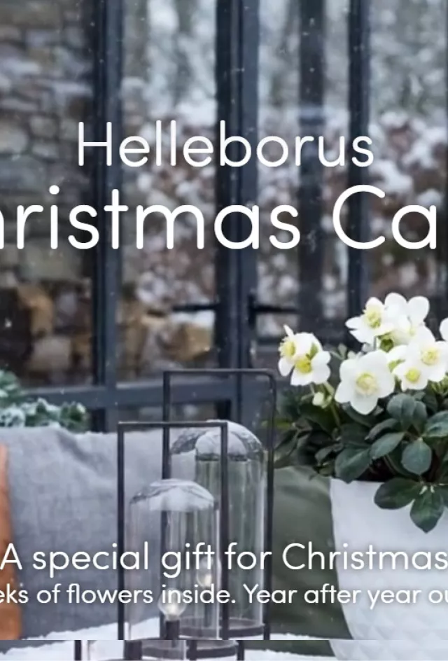 Christmas Carol consumer website