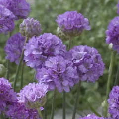 Cabana® Jumbo Pink | Syngenta Flowers