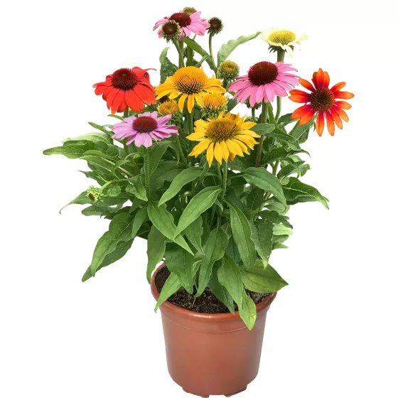 Prairie Blaze Mix
