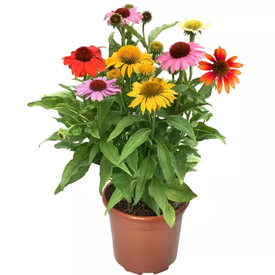 Prairie Blaze Mix