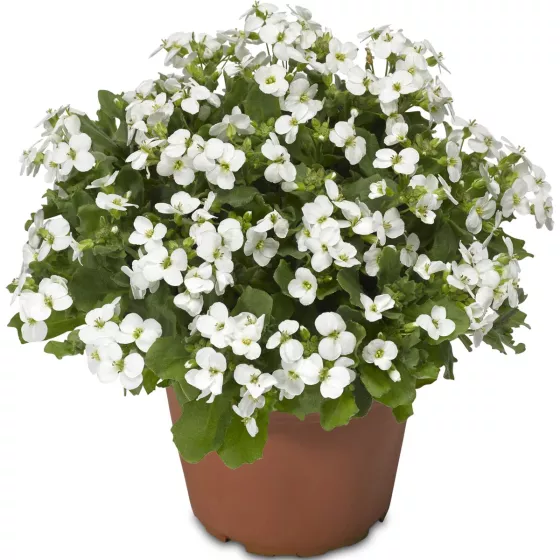 Little Treasure White
