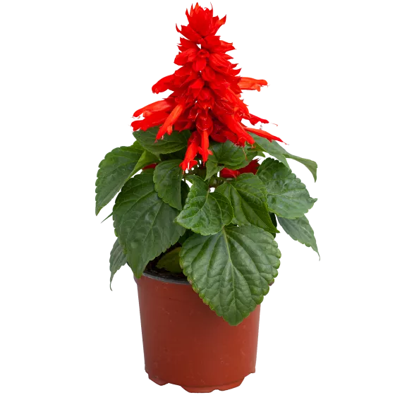 Mojave Red