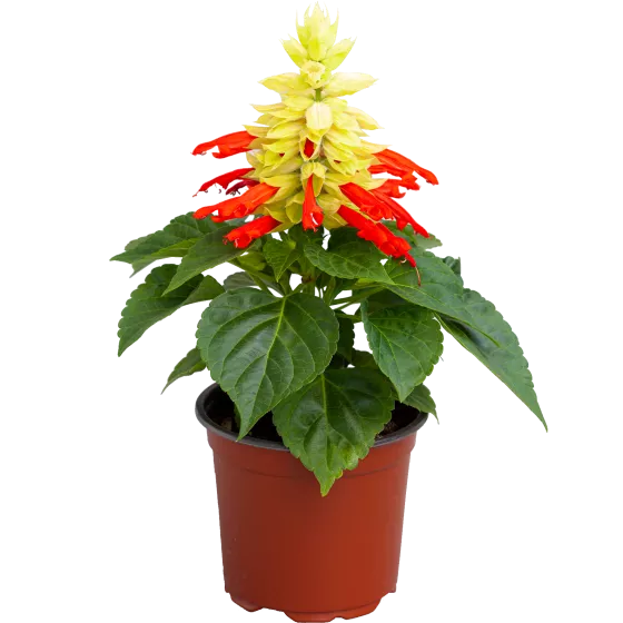 Mojave Red Bicolor