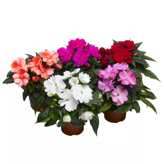 Florific® Mix