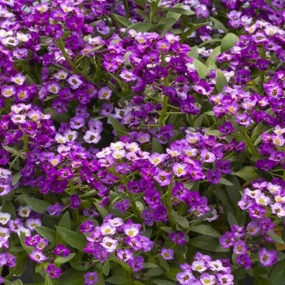 North Face Lavender